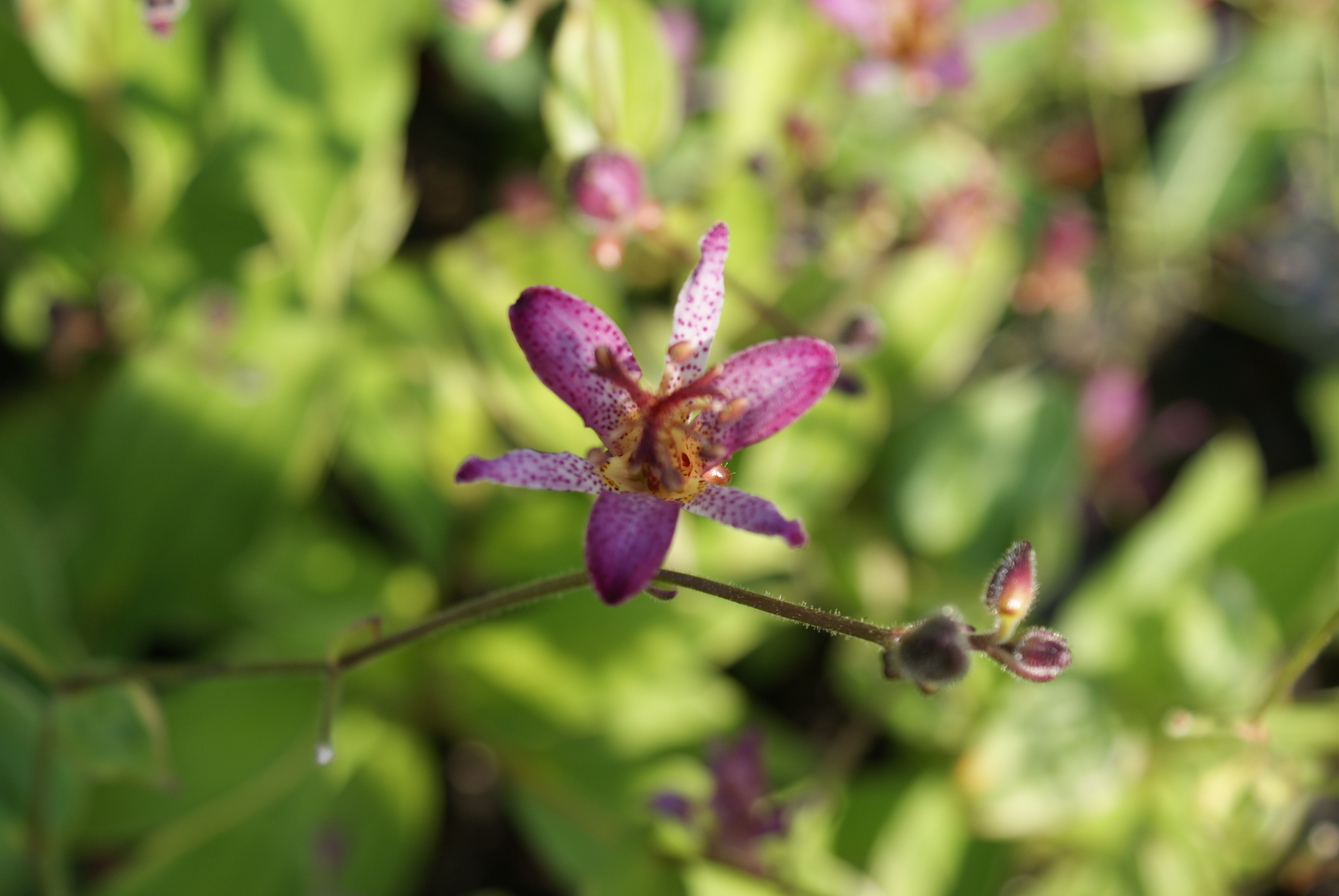 Tricyrtis formosana gilt edge
Lis crapaud